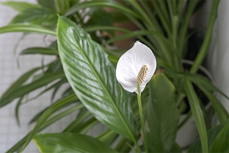 Pflanze Einblatt steigert die Luftfeuchtigkeit